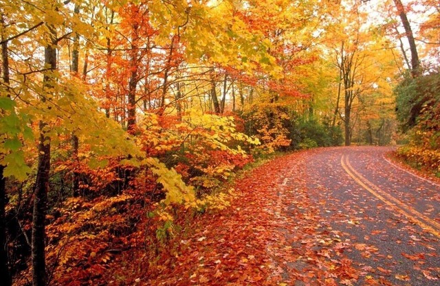 🐾 EASY ACCESS 🐾 NO Crazy Roads 🐾 BEARS 🐾 5Minutes off Parkway 🐾DOLLYWOOD7Miles 🐾