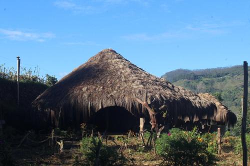 EKa Forest