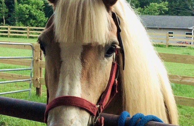 Escape to Horse Ranch close to Hershey, Lanc, Nook, Sight & Sound, Amish Country