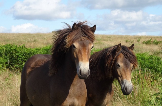 Exmoor bed and breakfast on the Two Moors Way walking route
