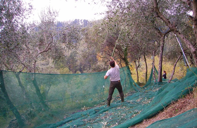Fattoria di Petrognano, your B&B room 4