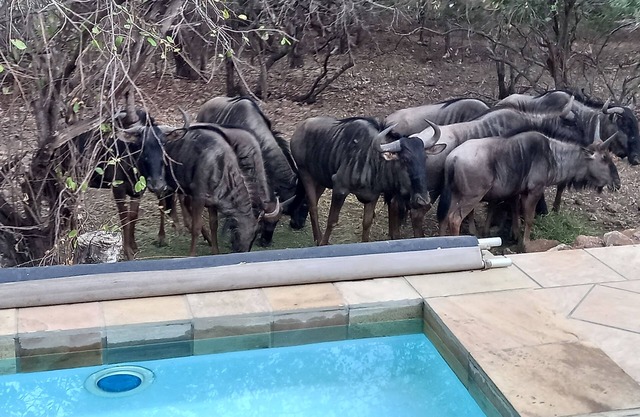 Fully Equipped Self Cartering House in Marloth Park