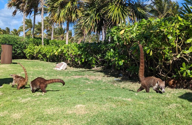 Grand Mayan 2 Bedrooom Suite with Jacuzzi and Private Plunge Pool