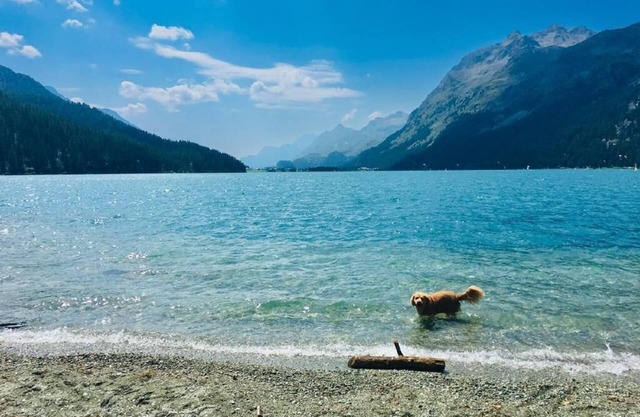 Holiday apartment Sils im Engadin /Segl for 4 - 6 persons with 3 bedrooms - Holiday house