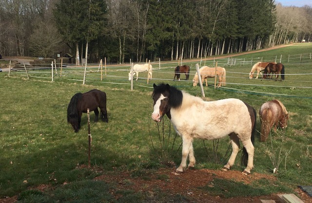 Holiday Home 'Gîte Le Clos Du Bannet' with Wi-Fi