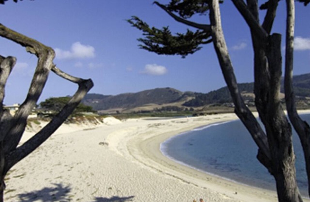 Honeybee - Carmel Home - What's the Buzz?