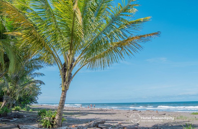 Hotel Serendipity tortuguero