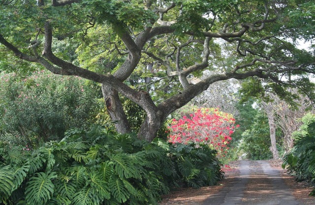 Kona Retreat 2.7 Secluded Acres - Close to Old Hawaii, Beach & Shopping!