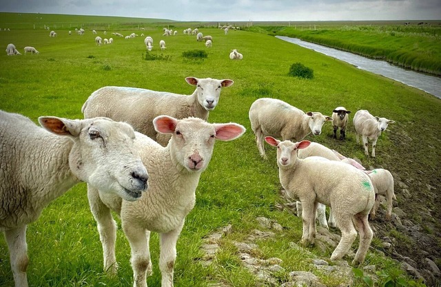 Like a vacation home, equipped to a high standard, close to the beach