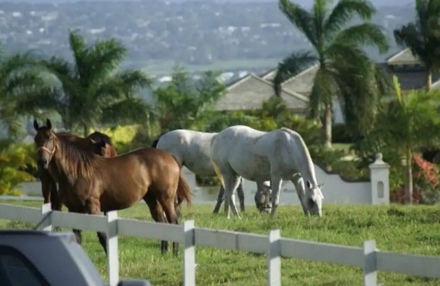 Lion Castle Estate, country apart.