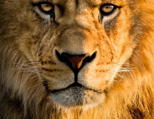 Lions Den - Zoo Accommodation Chester