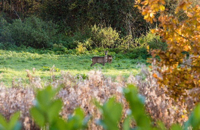 Luxury Wooden Lakeside Lodge DUNLIN with HOT TUB Near Longleat