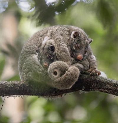 Malanda Falls Retreat