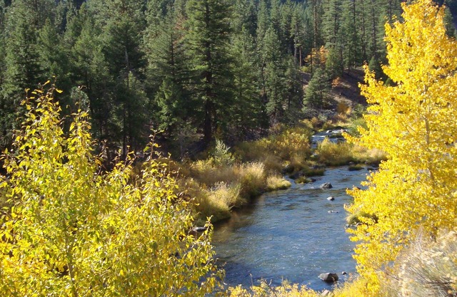 Nature Sabbatical ~ Lovely cabin with View of Feather River on 40 Acres