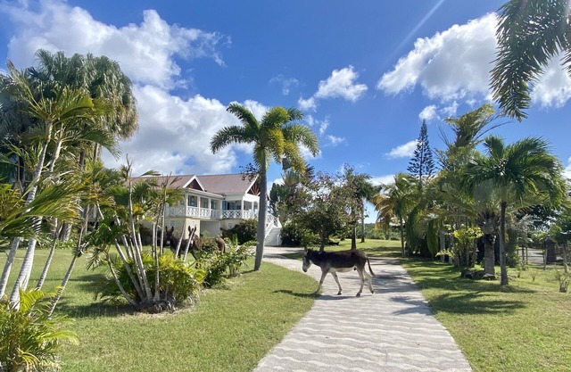 New Listing: Saltwater pool, oversized rooms, large garden and zip line.