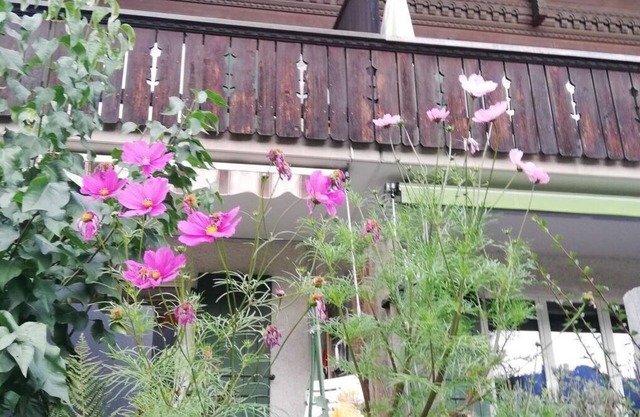 Nice apartment for 6 guests with TV, balcony and pets allowed