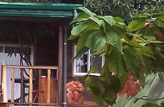 Noah's hut in a hundred-year-old mango tree
