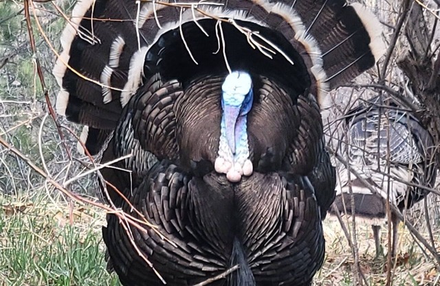 November at Black Bear Chateau — Your Fall Getaway