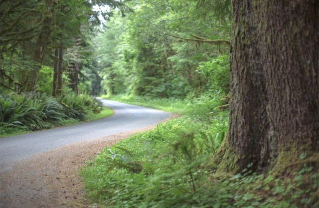 Tent Site Forested Property 