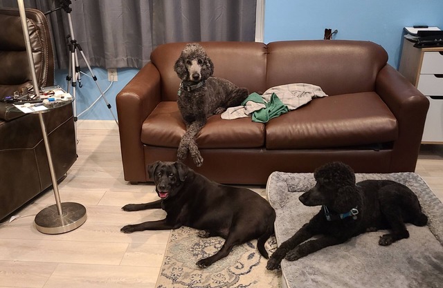 Quaint cottage in charming Rehoboth Beach with WiFi, AC