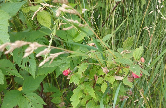 Quiet country location close to multiple lakes
