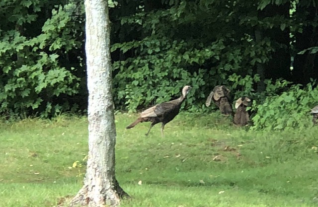 Relaxing Peek ‘n Peak Ski & Golf Condo near the slopes