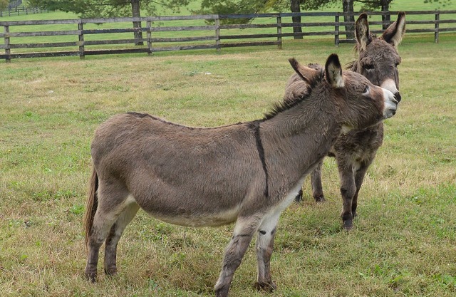 Renovated train station on thoroughbred horse farm.