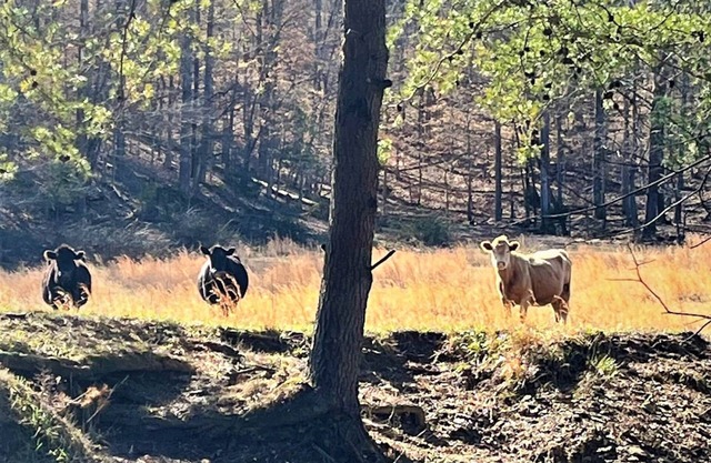 RV Campground at The Holler #12