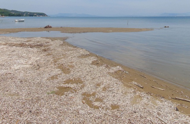 secluded, quiet studio 190 m from the beach for 2-4 persons