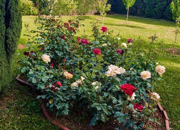 Sun Garden