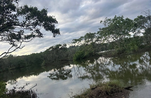 Sunset views with Macaws in the jungle in beautiful Bajamar