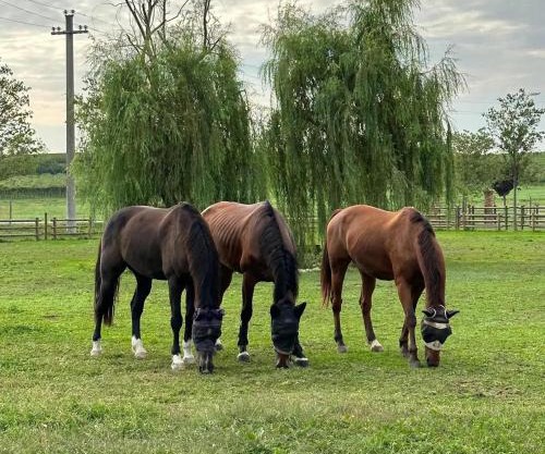 Tenuta Oasi del cavallo