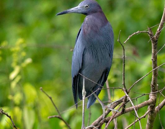 The Corner House - Hospedaje con Encanto en Tortuguero