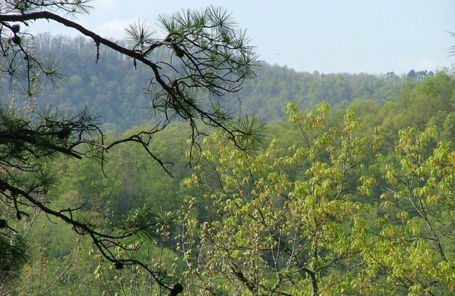 The Pines Mountain Cabin - 3 Bd-2 Ba, Hot tub, Star Link