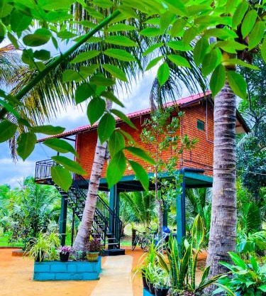 Tree Top View Tree House