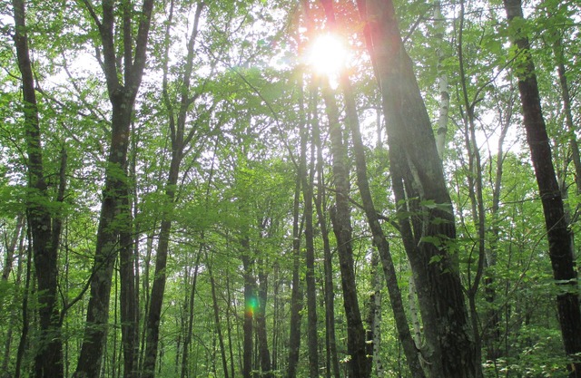 Two Unique Houses for Family Reunions and Large Group Events!