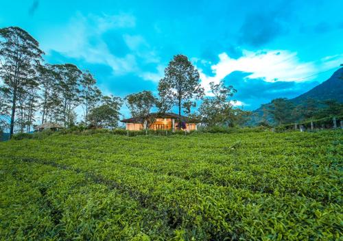 Viriparai Tea Bungalow Munnar by VOYE HOMES - Surrounded by Tea Plantations