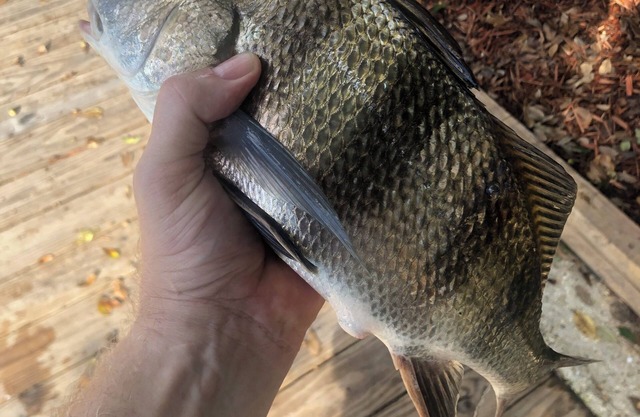 Waterfront living, Charming 3-bedroom townhome with WiFi, AC in lovely Slidell.