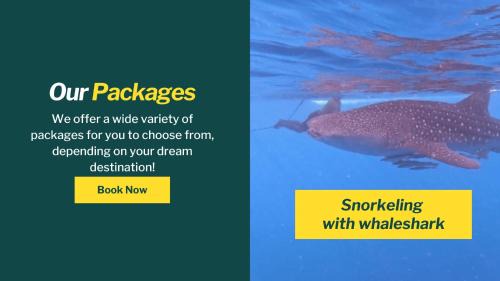 Whale shark private trip