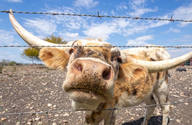 Wind Song Heritage Haus OT 191