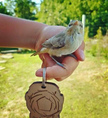 Lozenets House | Бунгала Гнездото Bungalows The Nest 1