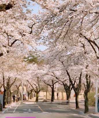 Daehyeon-dong House | 경북대 벚꽃 축제, 프라이빗 로맨틱 테라스, 무료주차, 2룸