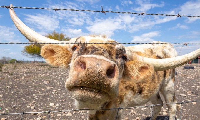 New Braunfels House | 207 m² House ∙ 5 bedrooms ∙ 14 guests