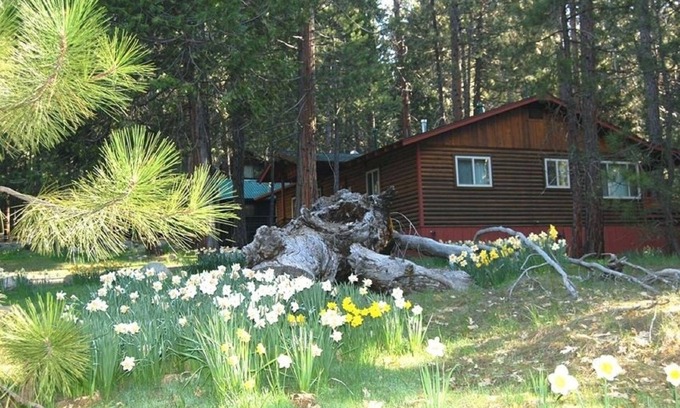 North Wawona Cabin | (39) River Song at The Redwoods In Yosemite