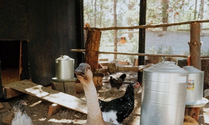 Three Rivers Cabin | Acre Cabin: Trailers Welcome, Home to Chickens!