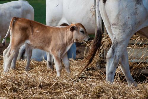 Orbetello House | Agriturismo Al Girasole