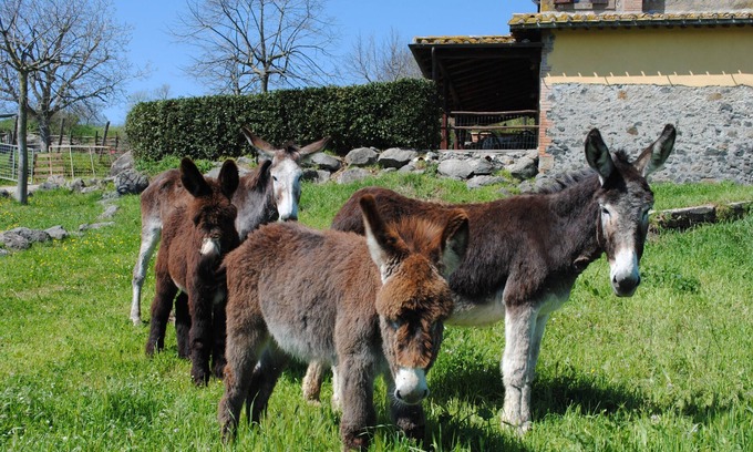 Viterbo Apartment | Agriturismo Tenuta Serpepe - Papavero