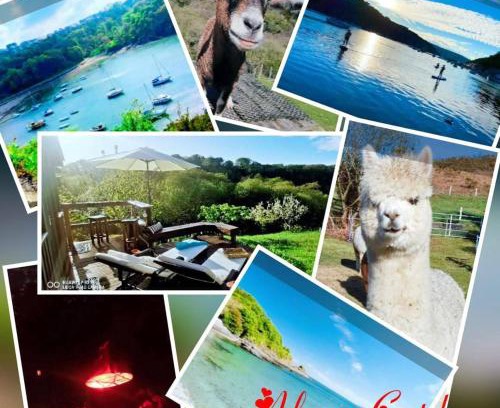 Goodwick Cabin | Alpaca Cwtch - Pembrokeshire, West Wales