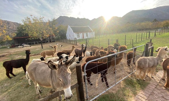 Montagu Apartment | Alpaca Inn