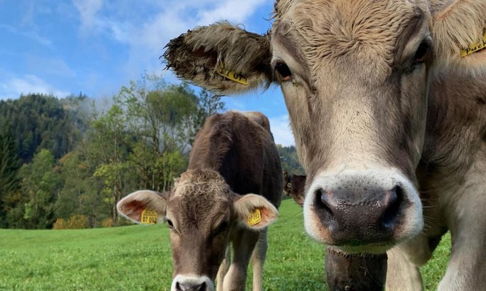 Rappele Apartment | Alpenländischer Chic